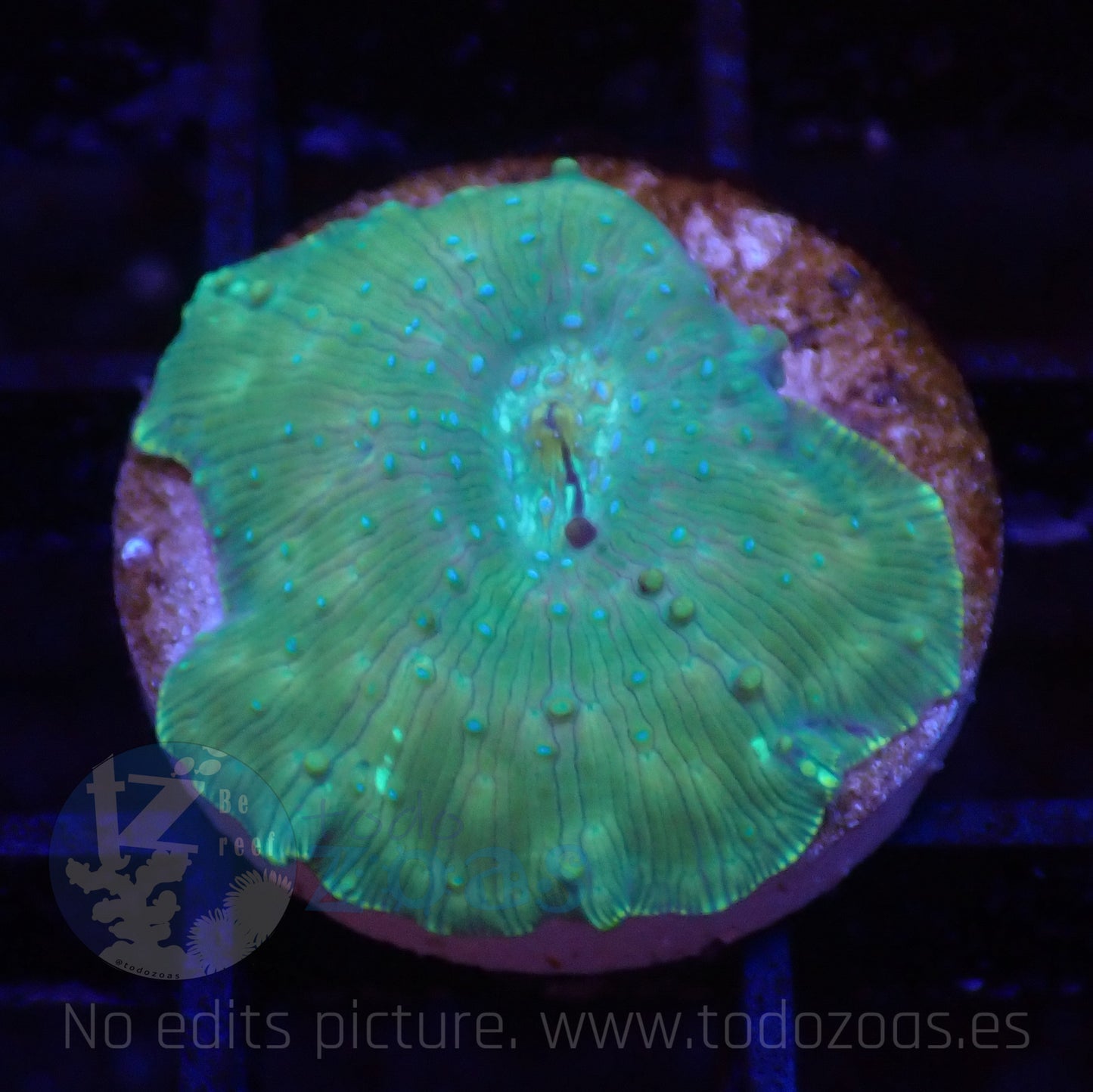 TZ Electric Green Mushroom