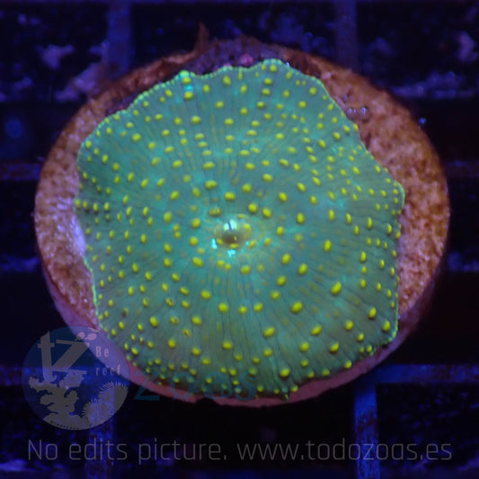 TZ Yellow Dots Mushroom