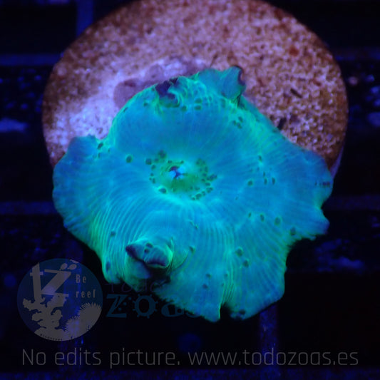 TZ Electric Blue Mushroom