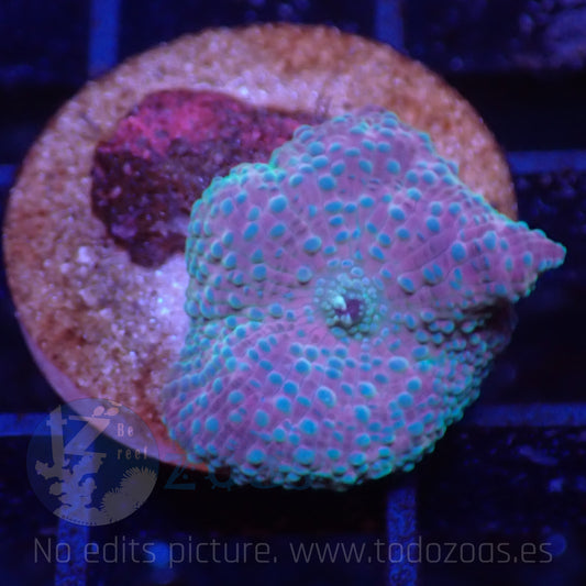 TZ Pink Lady Mushroom