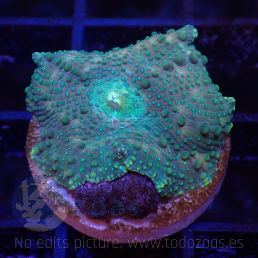 TZ Lizard Skin Mushroom