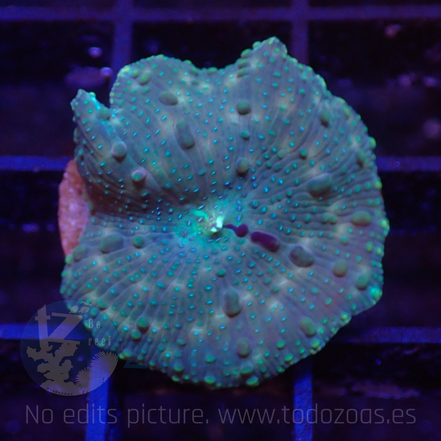 TZ Lizard Skin Mushroom