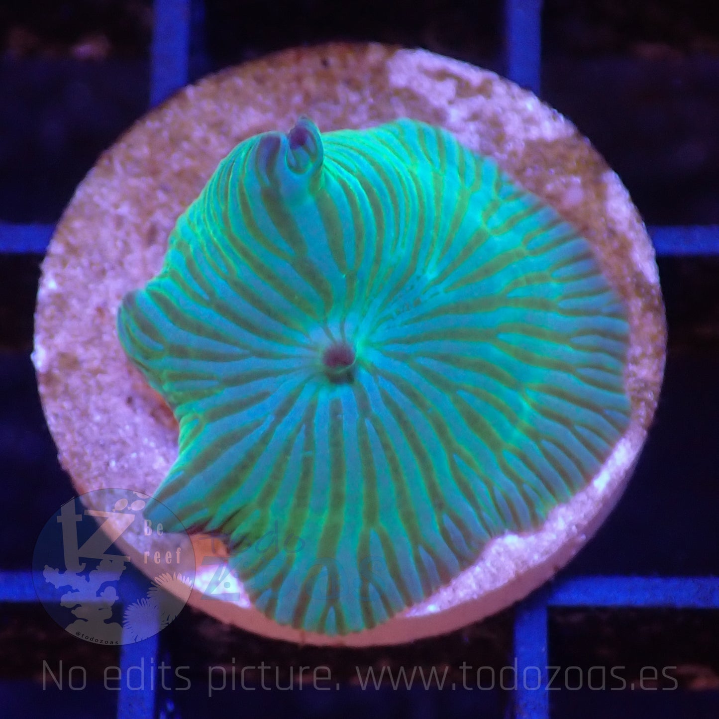 TZ Wathermelon Mushroom
