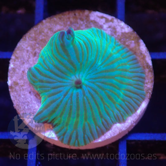 TZ Wathermelon Mushroom