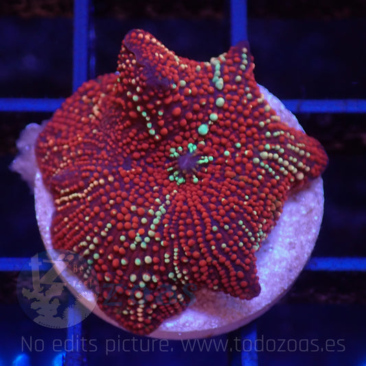 TZ Red Interstellar Mushroom