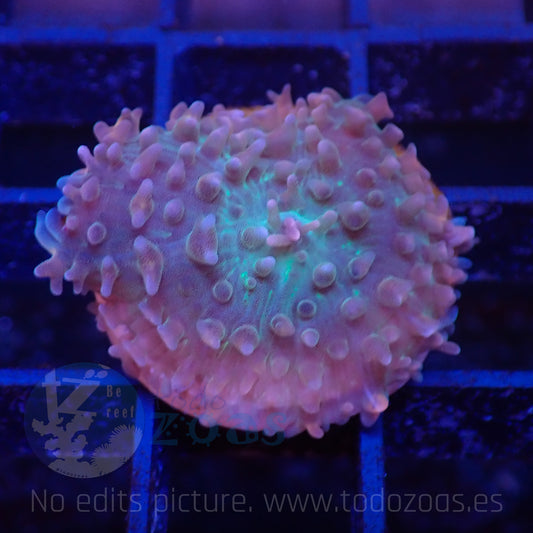 TZ Common Rhodactis