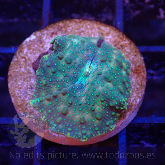 TZ Lizard Skin Mushroom