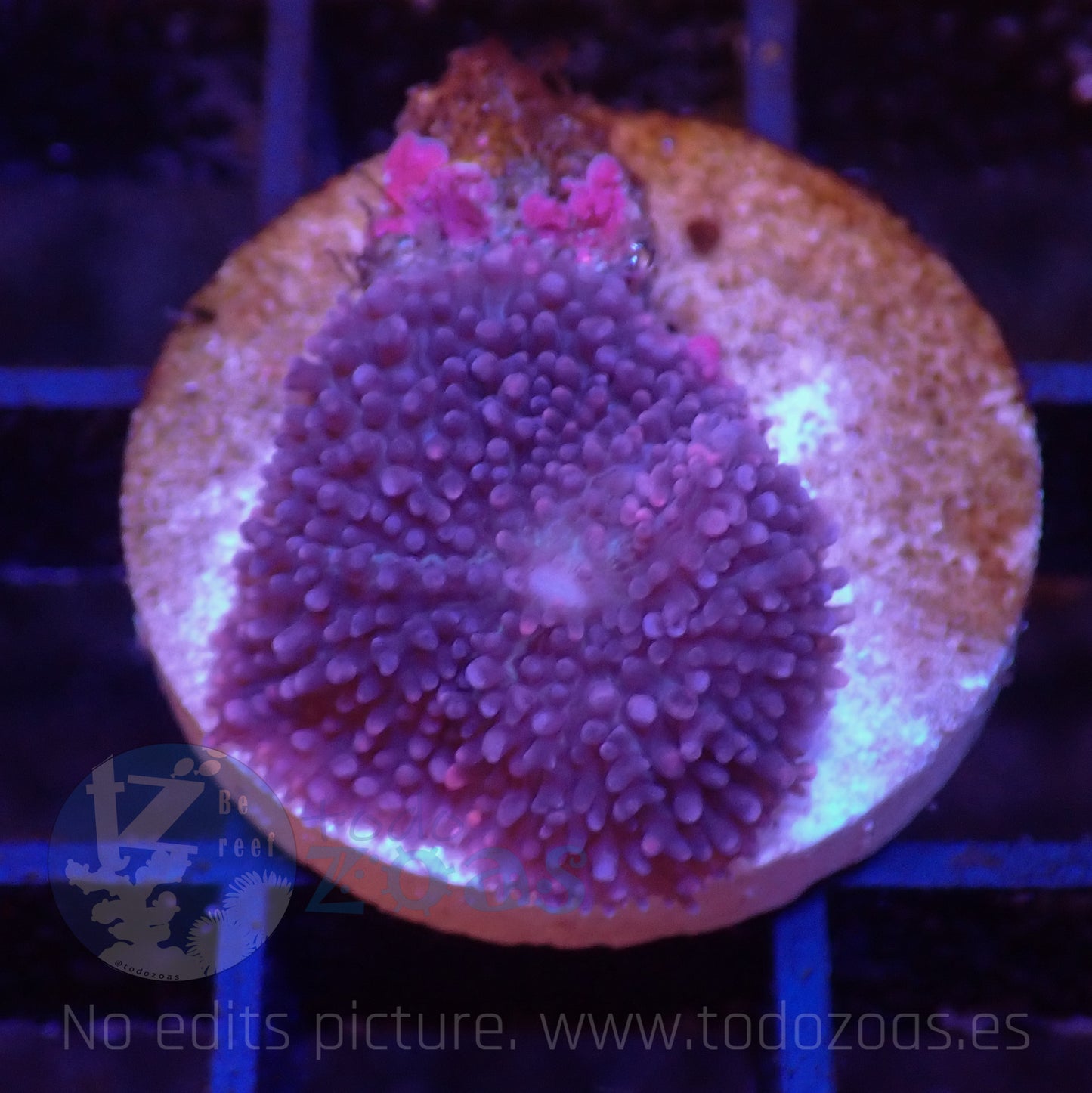 TZ Purple Rhodactis