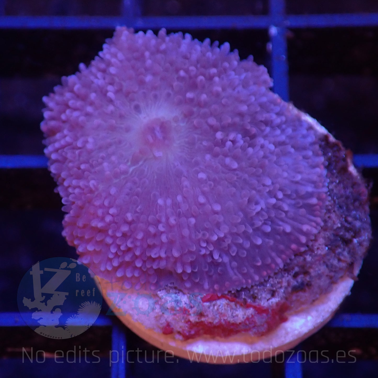 TZ Purple Rhodactis
