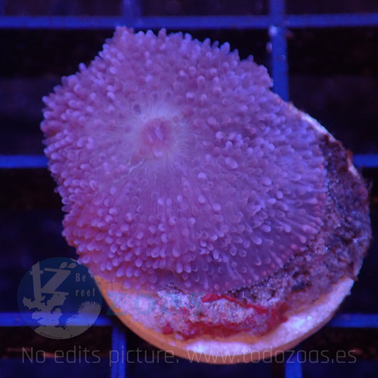 TZ Purple Rhodactis