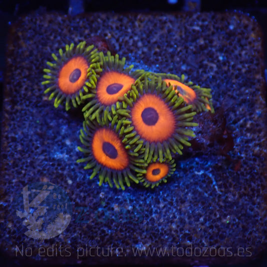 Zoanthus Eagle Eyes