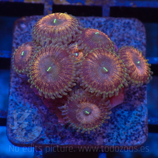 Zoanthus Golden Constellation