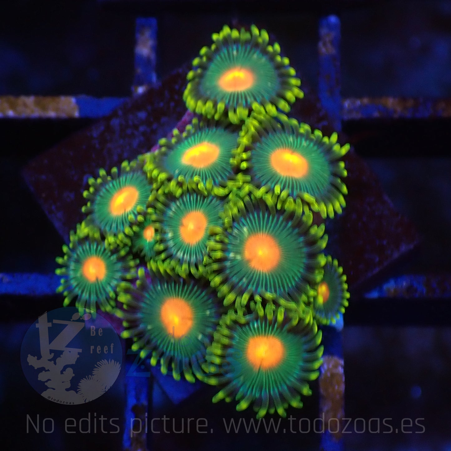 Zoanthus Green Gorilla Nipples