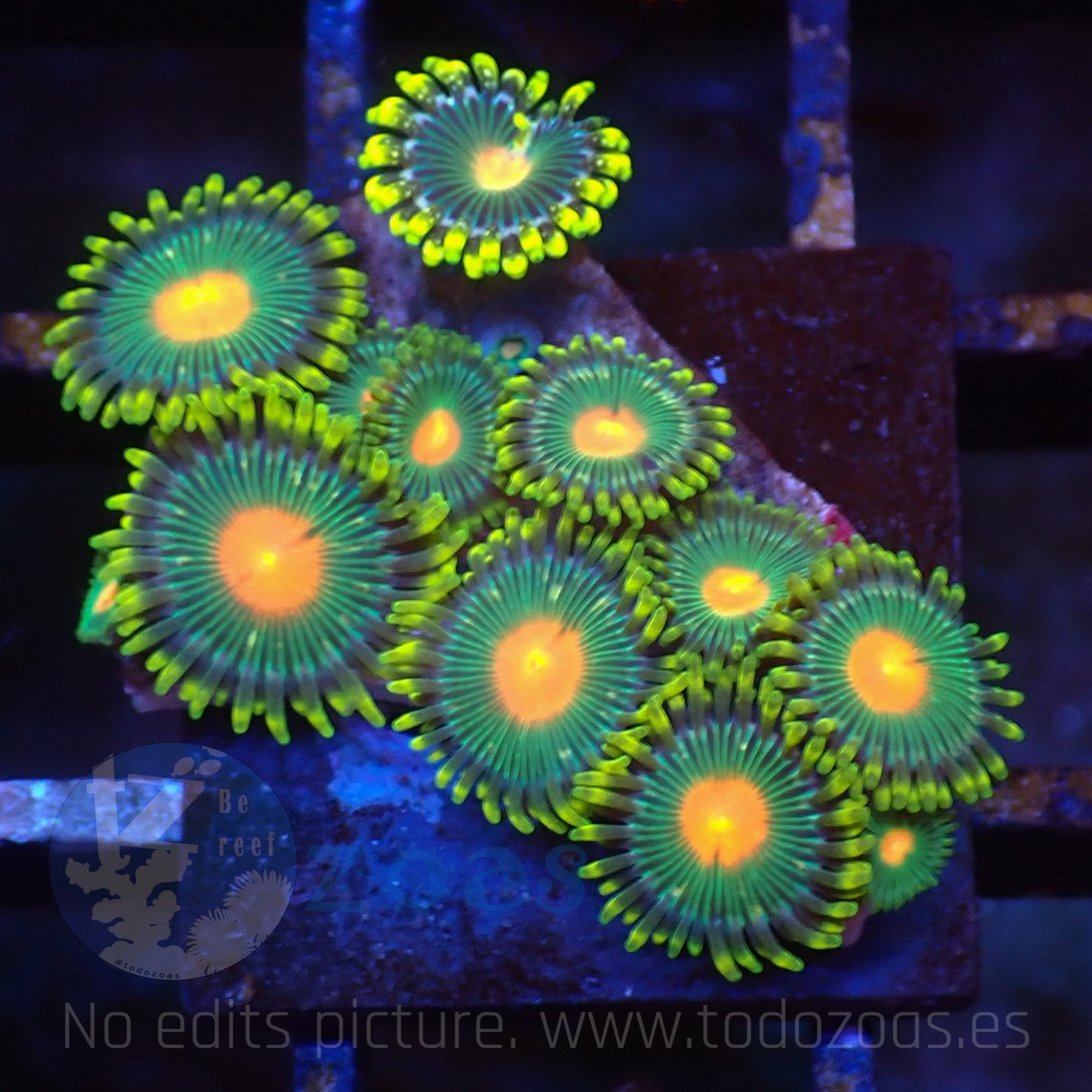 Zoanthus Green Gorilla Nipples