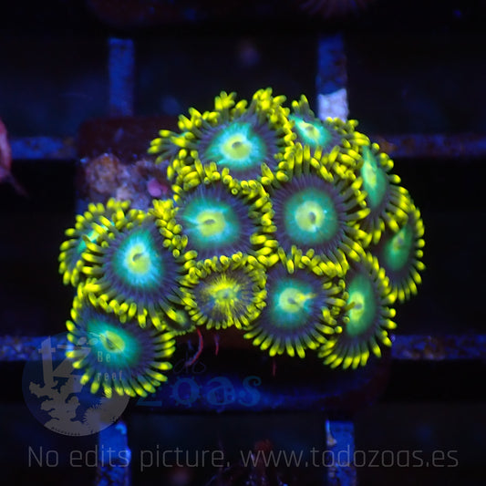 Zoanthus Blue Dragon Eye