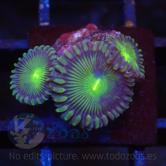 Zoanthus Green PE