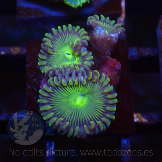 Zoanthus Green PE