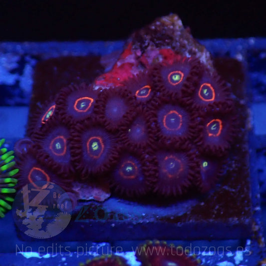 Zoanthus Purple Hornet