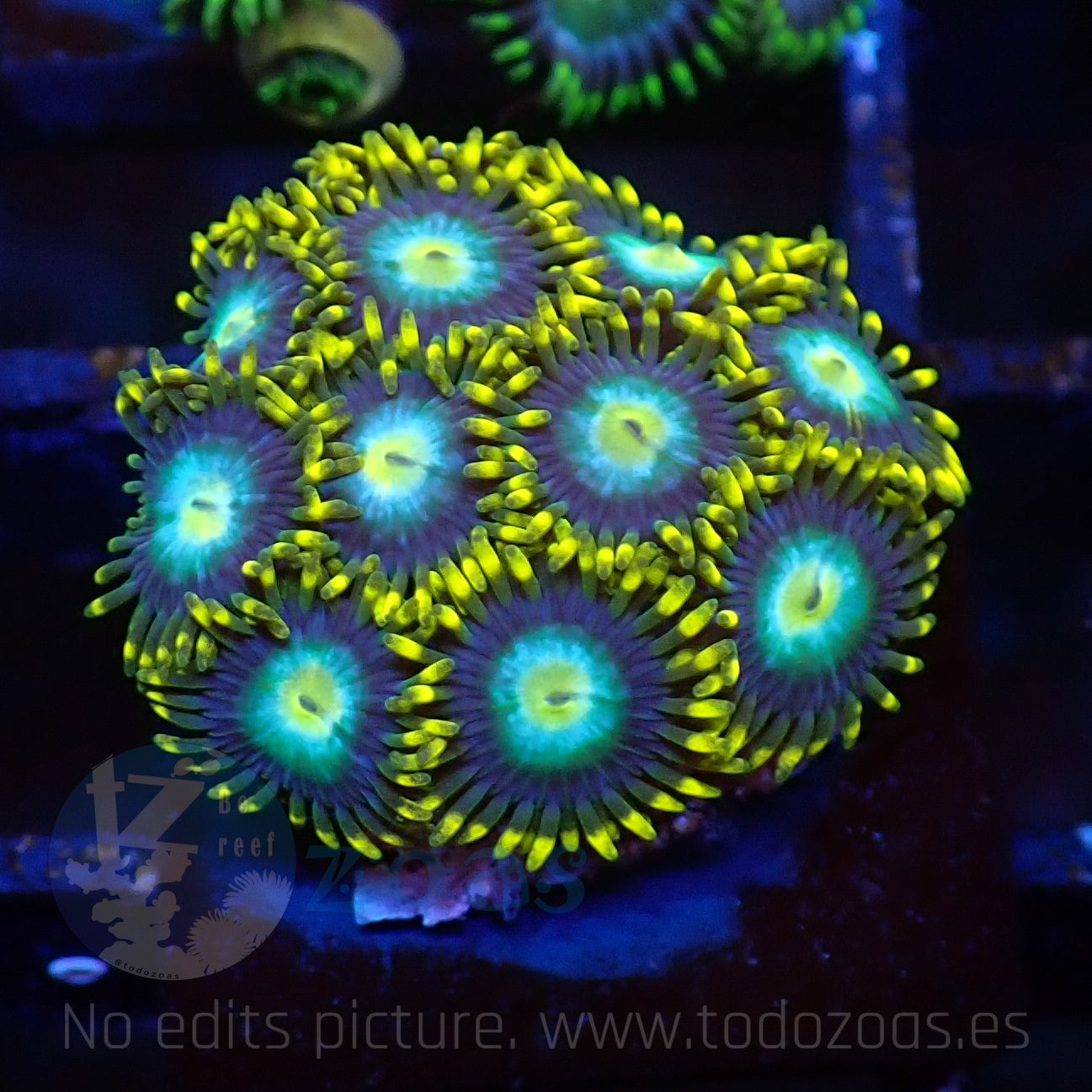 Zoanthus Blue Dragon Eye