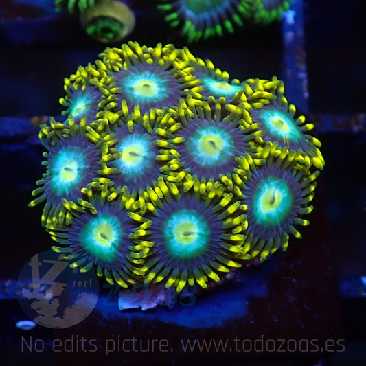 Zoanthus Blue Dragon Eye