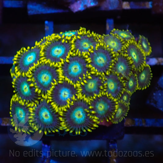 Zoanthus Blue Dragon Eye