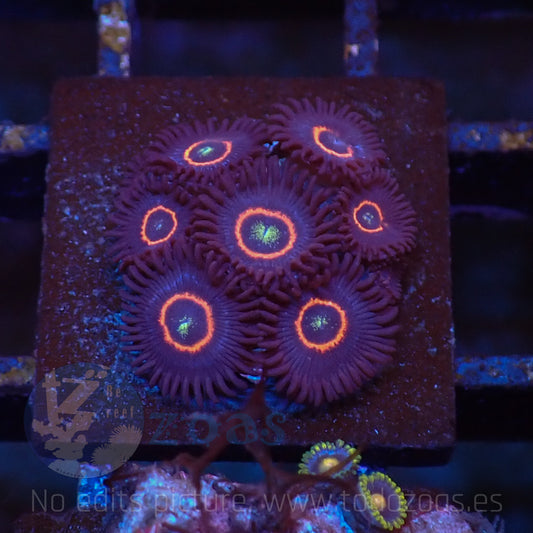 Zoanthus Purple Hornet