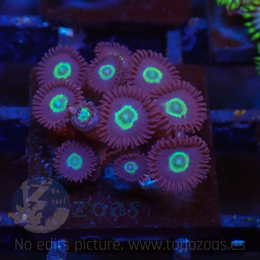 Zoanthus Hulk