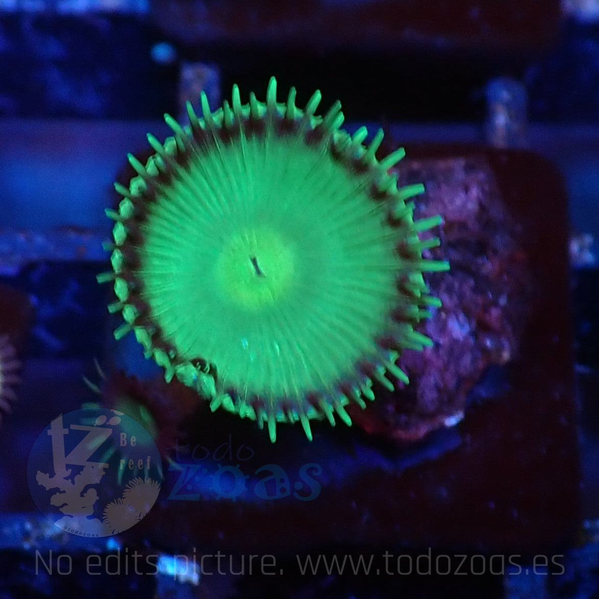 Palythoa Green Chocolate