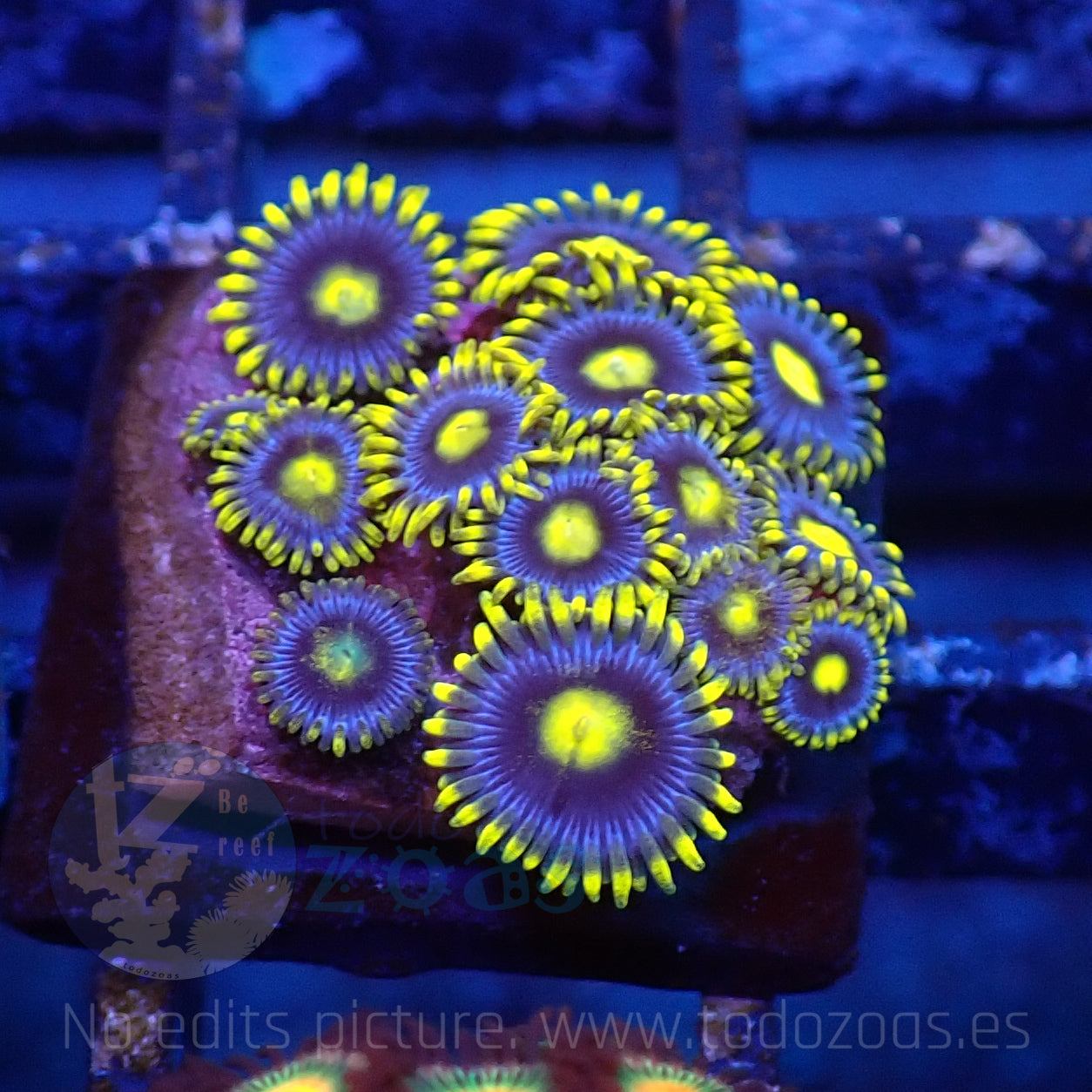 Zoanthus Blueberry Pie