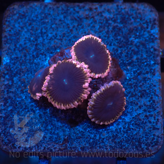 Zoanthus Lunar Eclipse