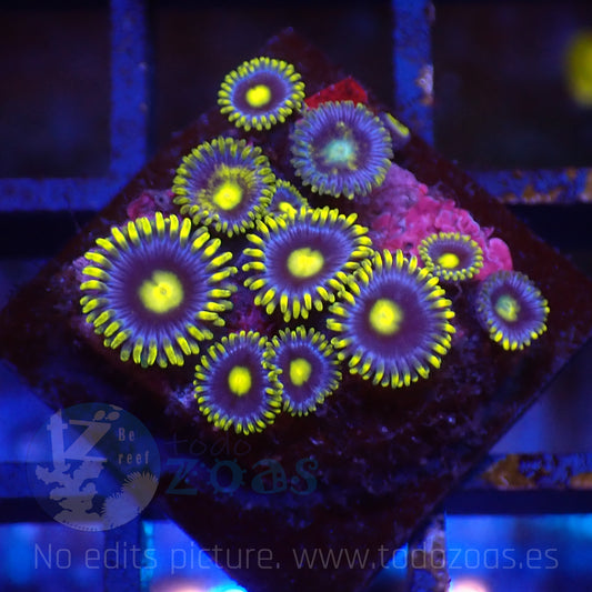 Zoanthus Blueberry Pie