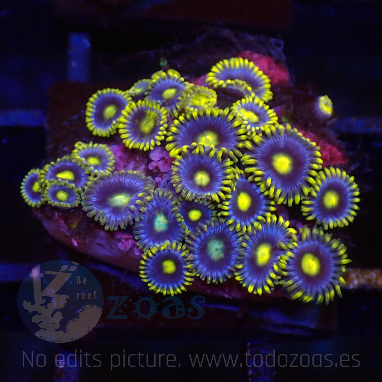 Zoanthus Blueberry Pie