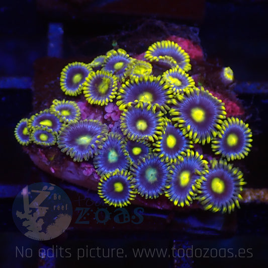 Zoanthus Blueberry Pie