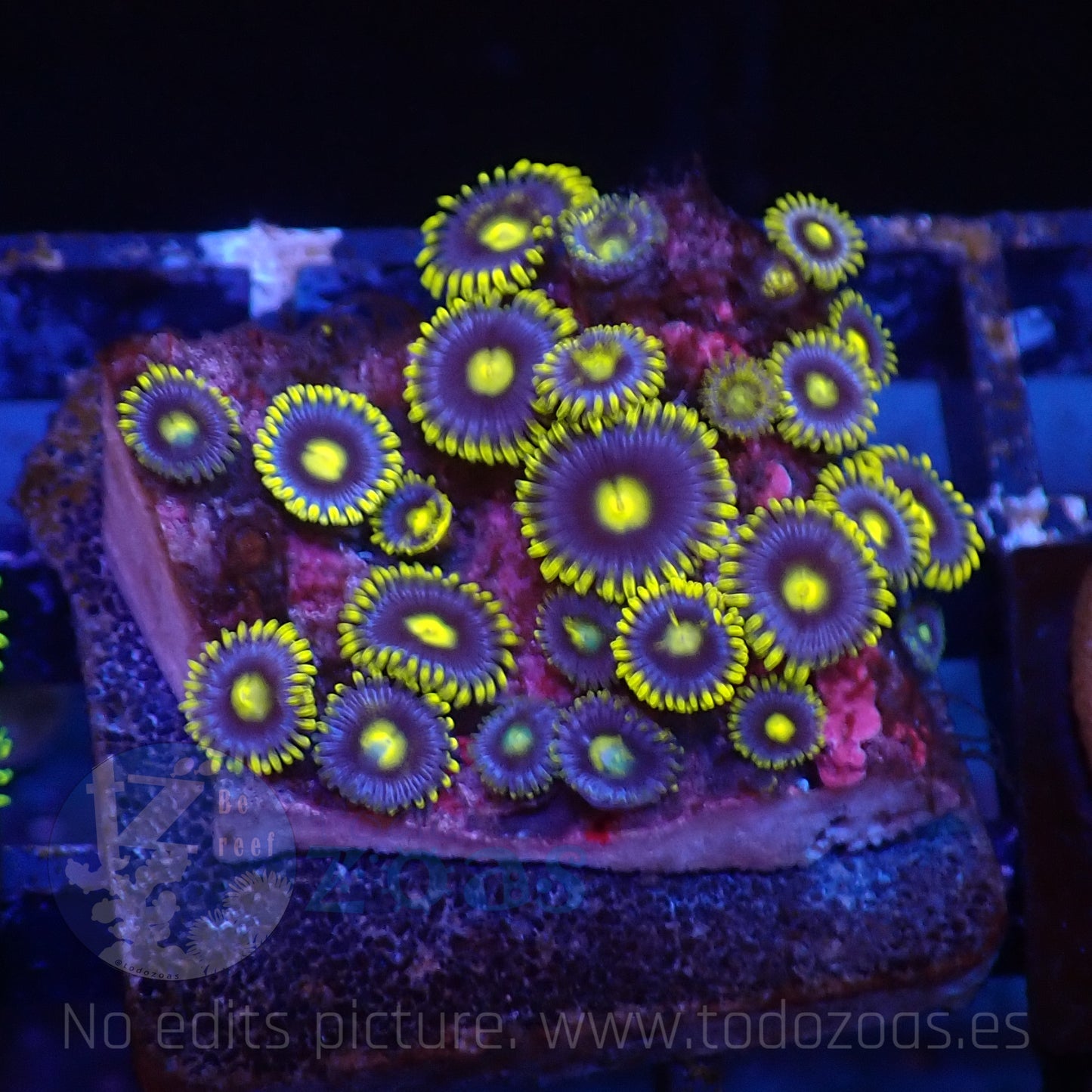 Zoanthus Blueberry Pie