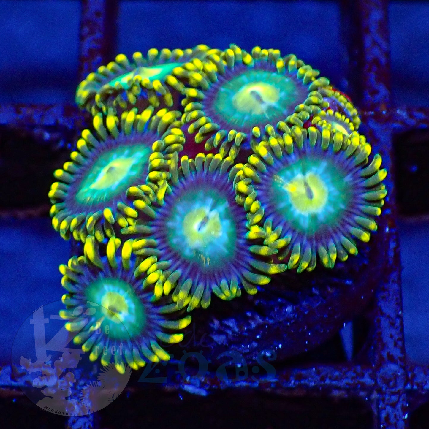 Zoanthus Blue Dragon Eye