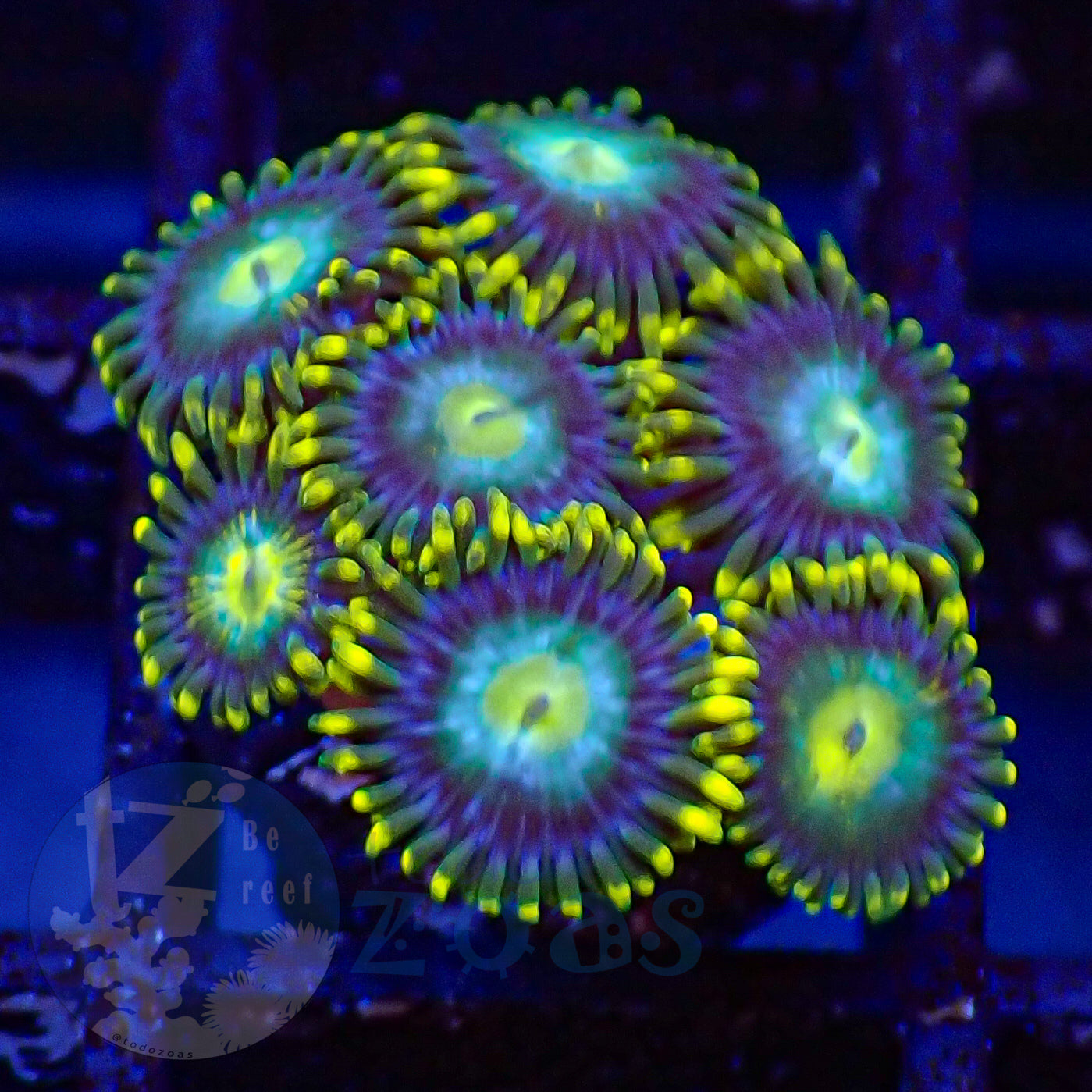 Zoanthus Blue Dragon Eye