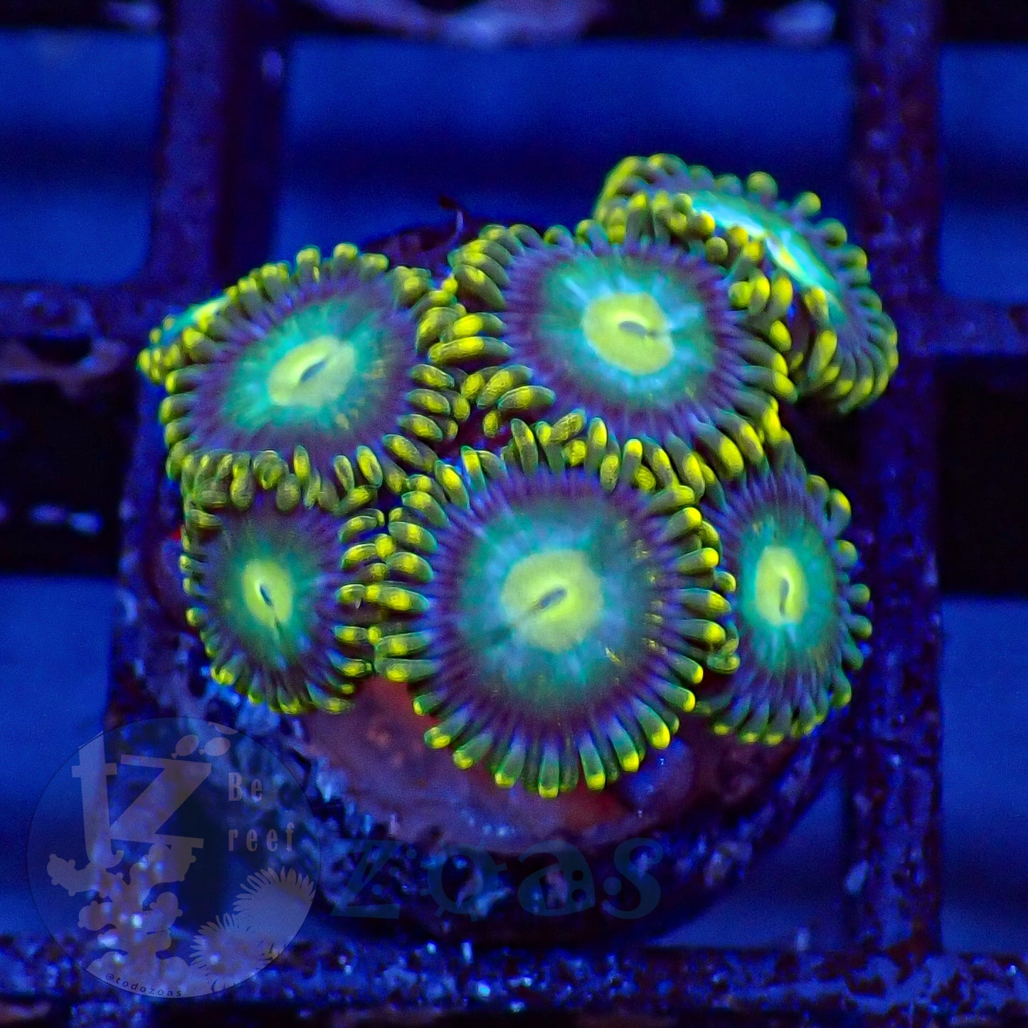 Zoanthus Blue Dragon Eye