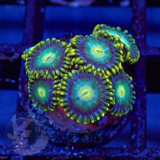 Zoanthus Blue Dragon Eye