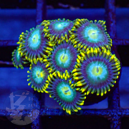 Zoanthus Blue Dragon Eye
