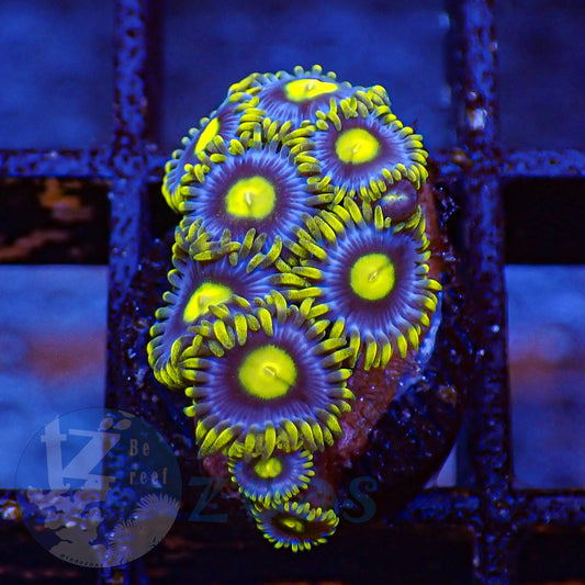 Zoanthus Blueberry Pie