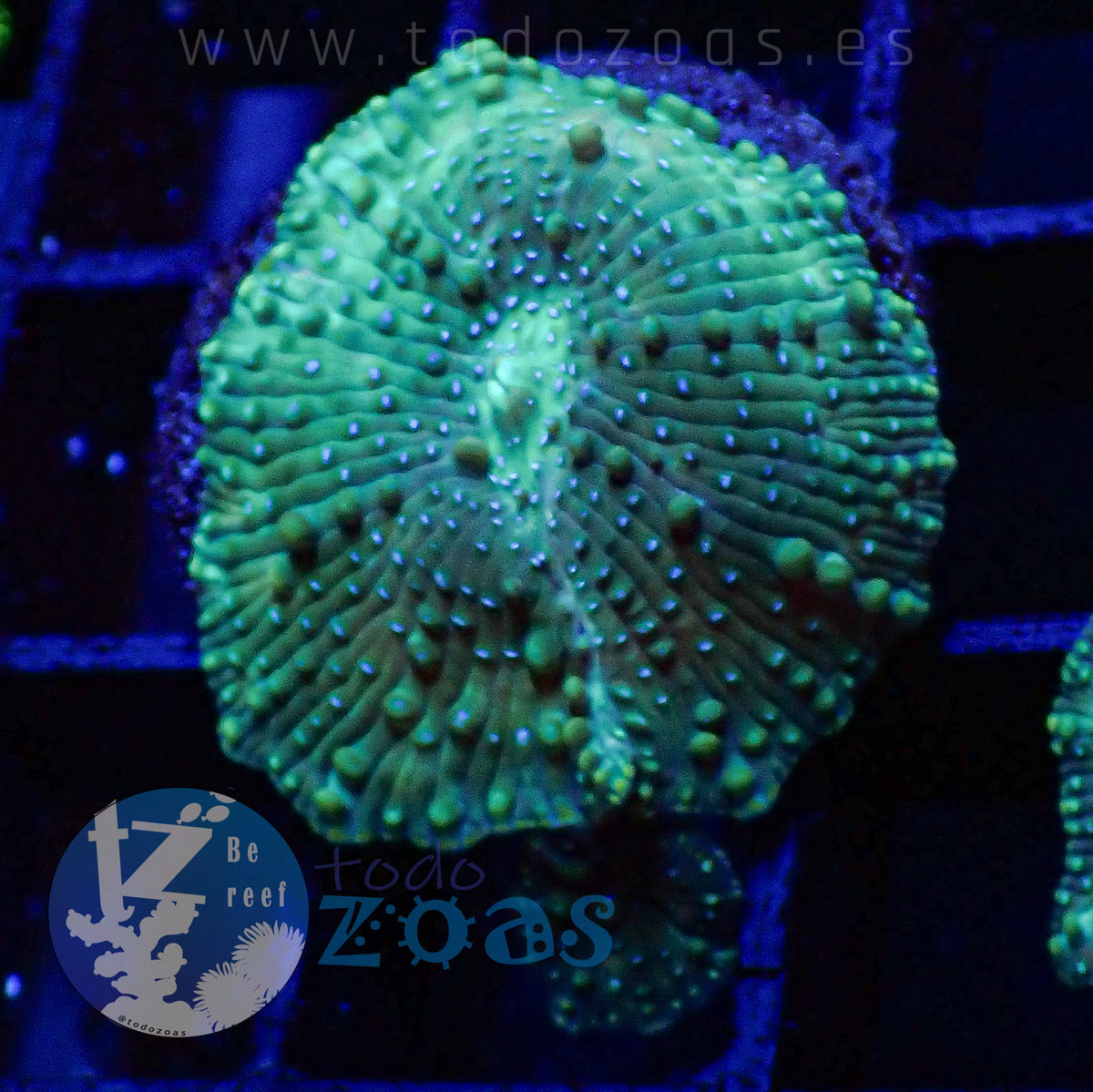 TZ Lizard Skin Mushroom