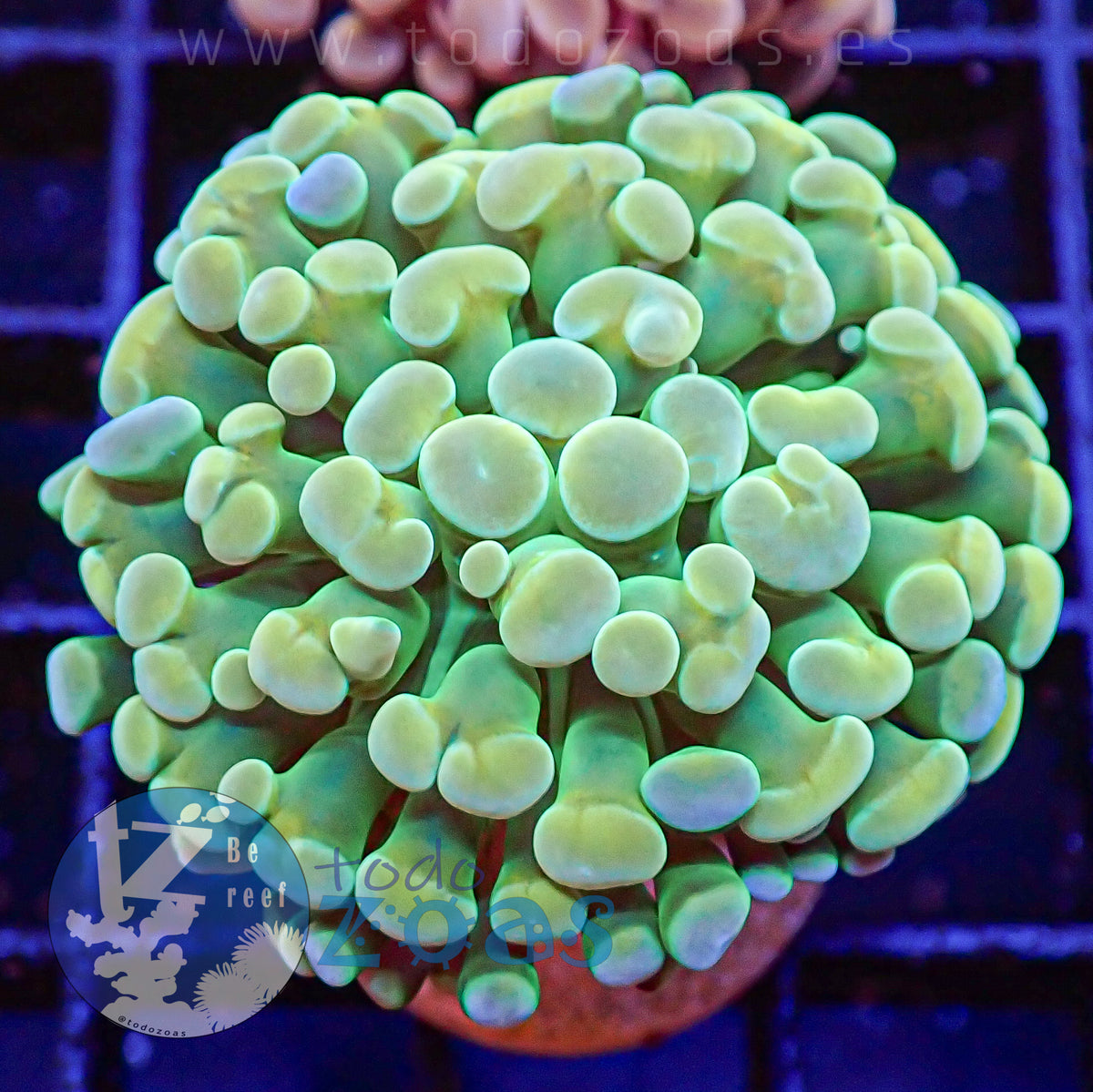 Euphyllia Paraancora #1