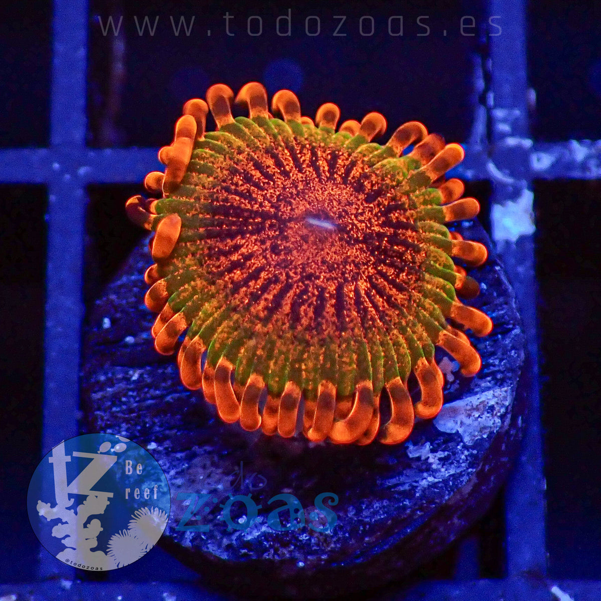 Zoanthus Speckled Krakatoa