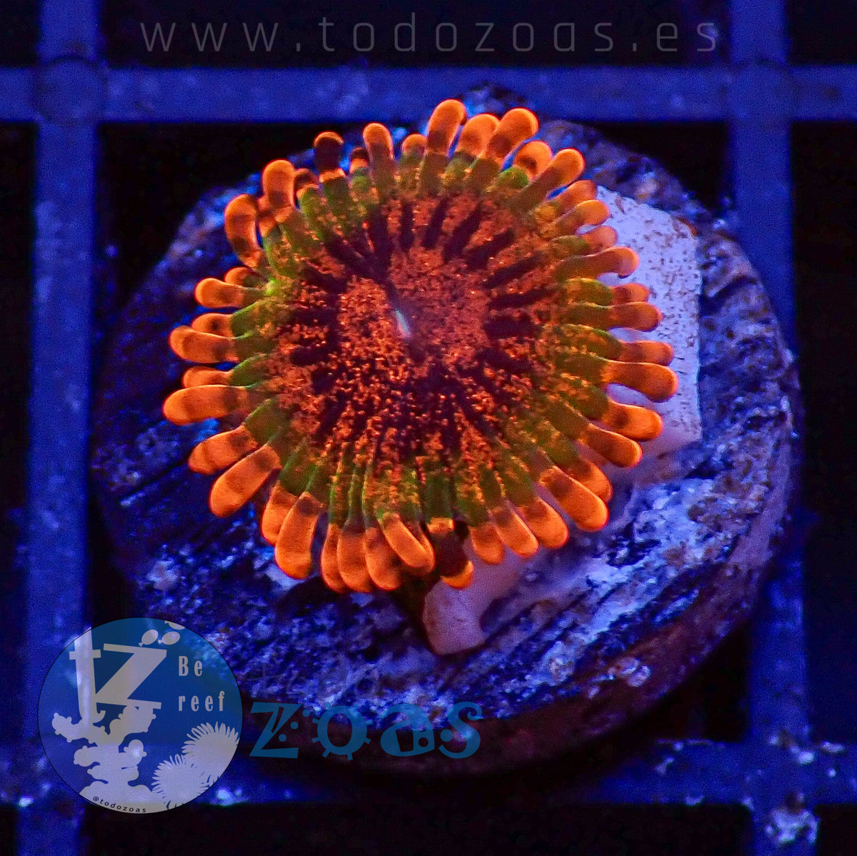 Zoanthus Speckled Krakatoa