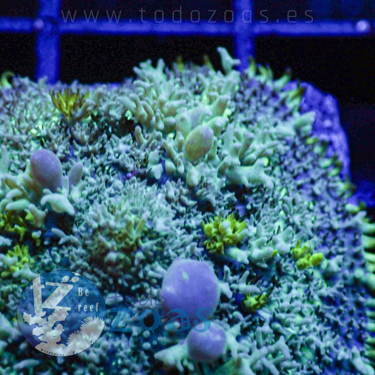TZ Rainforest Carpet Bounce Mushroom