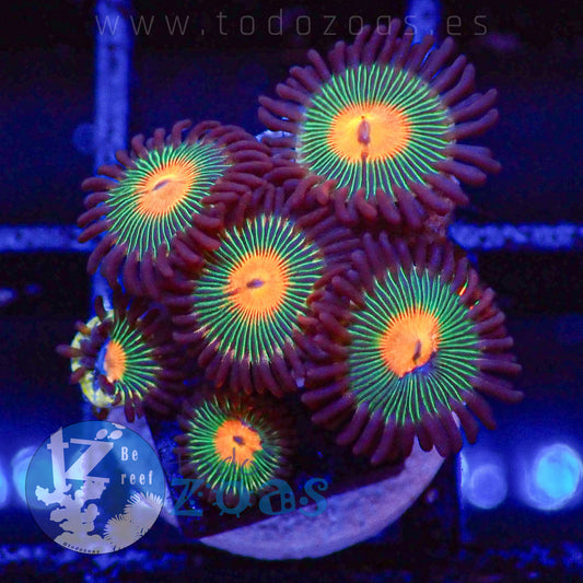 Zoanthus Gorilla Nipples