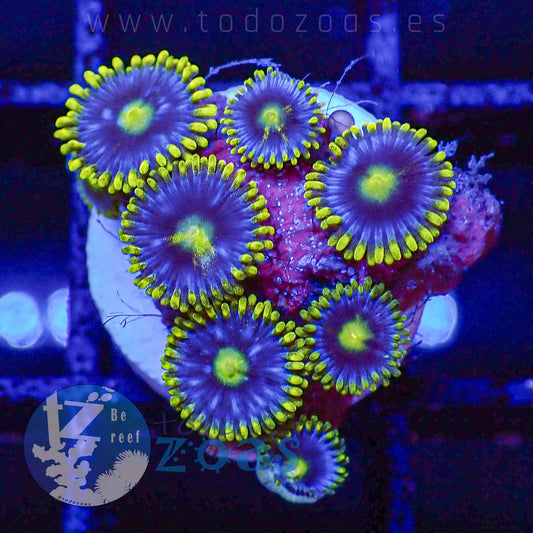 Zoanthus Blueberry Pie