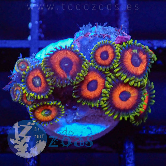 Zoanthus Eagle Eyes