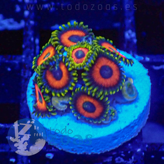 Zoanthus Eagle Eyes