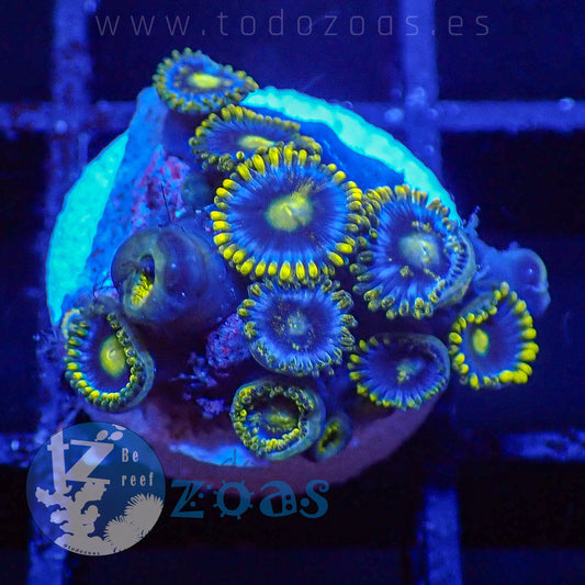 Zoanthus Blueberry Pie
